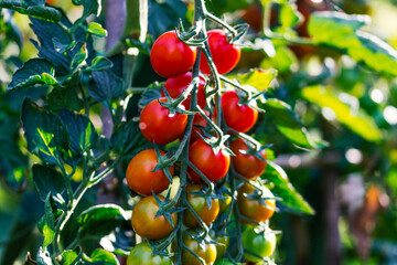 Ripening tomatoes in a sunny vegetable garden. Some tomatoes have already become red and they are ready to be eaten, some others are still unripe. 