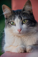 gato na pose de esfinge