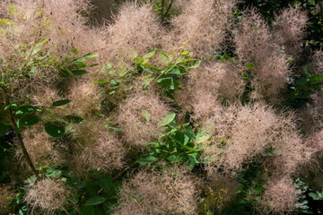 European smoketree (cotinus coggygria)
