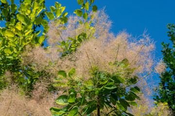 smoke tree