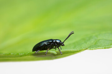 Leaf Beetle Chrysomelidae Oulema gallaeciana sitting on a leaf in close view