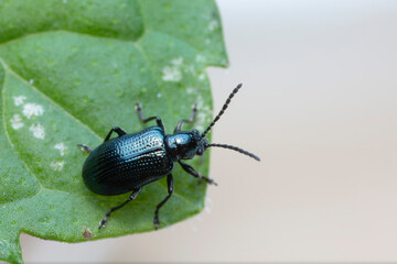 Leaf Beetle Chrysomelidae Oulema gallaeciana sitting on a leaf in close view