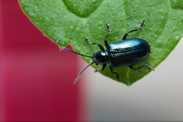 Leaf Beetle Chrysomelidae Oulema gallaeciana sitting on a leaf in close view