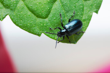Leaf Beetle Chrysomelidae Oulema gallaeciana sitting on a leaf in close view