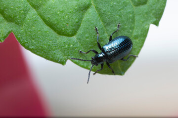 Leaf Beetle Chrysomelidae Oulema gallaeciana sitting on a leaf in close view