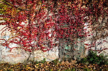 Dettaglio di una porta chiusa con una pianta rampicante dalle foglie rosse nel periodo autunnale