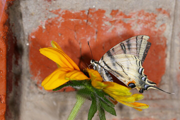 A butterfly sailboat sits on yellow a flower, against a background of a brick wall ....