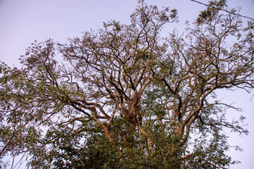 &aacute;rvore e seus galhos