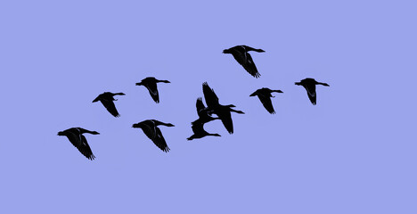 Silhouettes of a flock of wild geese in flight over a blue sky background ...