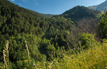 green mountains with extensive forest with wildflowers under a blue sky on a warm afternoon