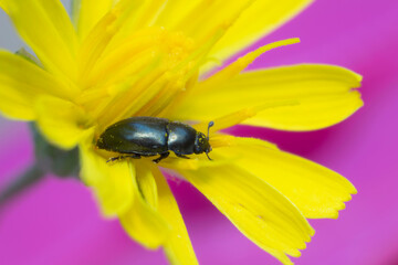 Pollen beetle Nitidulidae Meligethinae Meligethes Brassicogethes on yellow flower