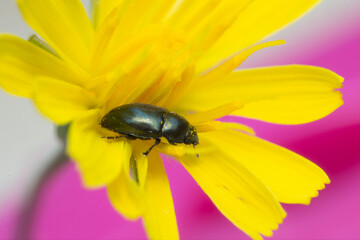 Pollen beetle Nitidulidae Meligethinae Meligethes Brassicogethes on yellow flower