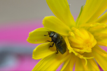 Pollen beetle Nitidulidae Meligethinae Meligethes Brassicogethes on yellow flower
