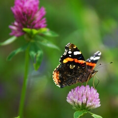 Fototapeta na wymiar The Butterfly enjoying it Environment