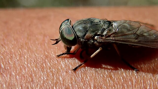 How horsefly bites.