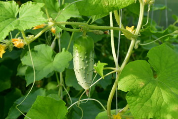 Obraz premium Growing cucumbers. A young green cucumber with pimples on a branch.