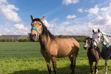 Obraz premium horses grazing on a meadow with wind turbines in holland