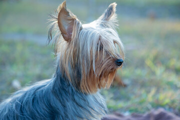 Fotos de lindos cachorros peludos