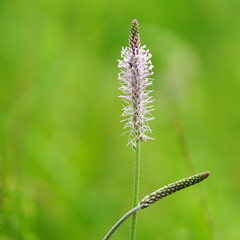 The other fresh side of the summer