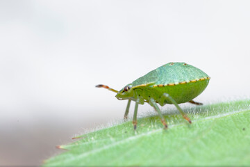 Juvenile of Stinkburg Pentatomidae Palomena viridis