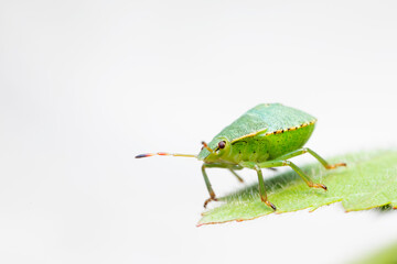 Juvenile of Stinkburg Pentatomidae Palomena viridis