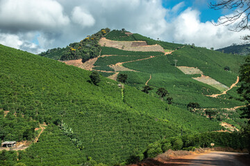 plantação de café na montanha em alto do caparaó