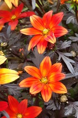 Schöne Blumen aus dem Garten un Wald