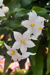 Sch&ouml;ne Blumen aus dem Garten un Wald