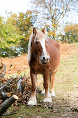 Brown and white percheron horse in the countryside
