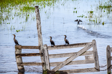 pato preto nadando no lago, natureza presente no Pantanal.