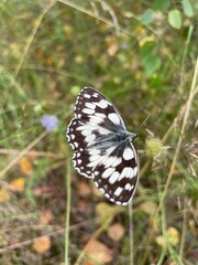 butterfly on a flower