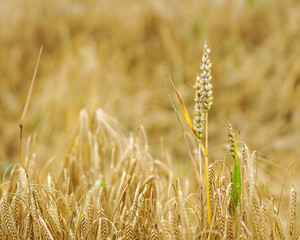 The very essential grain all over the world