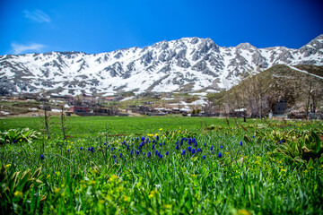 Fototapeta na wymiar Flowers blooming with the arrival of spring in the Taurus Mountains...