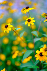 初夏から秋まで長く咲き続けるエキナセア。ムラサキバレンギクともいう。黄色は鮮やかで目を引く