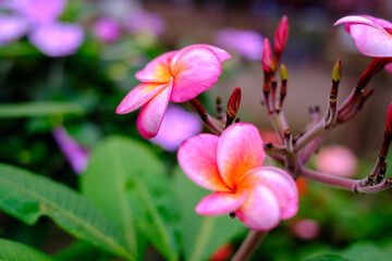 ハワイを代表するピンクのプルメリアの花。肉厚な花を咲かせる。フラダンスをしている女性が付けている「レイ」に使われる花としても知られている。花言葉は「気品」「日だまり」「情熱」「内気な乙女」