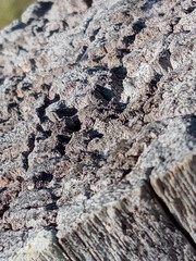 wall