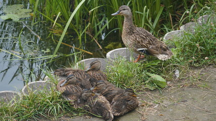 duck in a pond