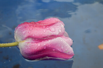 Pink tulip with water drops floating on the water