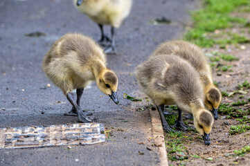 Canada goose, branta canadensis, gosling