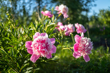 peony flowers on the bush in the garden