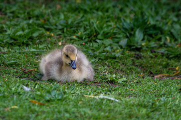 Canada goose, branta canadensis, gosling