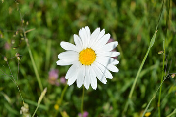 Close up of the daisy in the grass © Gabriela Pe