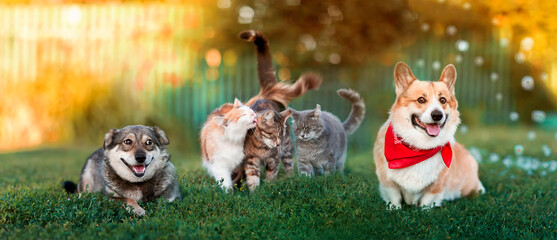 group of friends of cute dogs and cats are sitting on the green grass in the garden on a sunny...