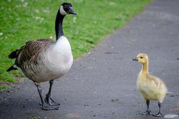 Canada goose, branta canadensis, gosling