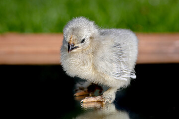 Looking in the mirror with 2 day old Lavender Pekin Bantam chickens
