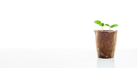 Young green sprouts in peat pots on a white background. Gardening background. Selective focus....