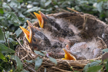 Baby birds in nest with greenery