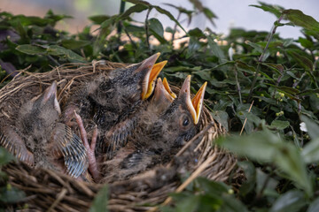 Baby birds in nest with greenery