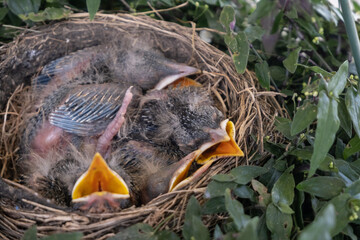 Baby birds in nest with greenery