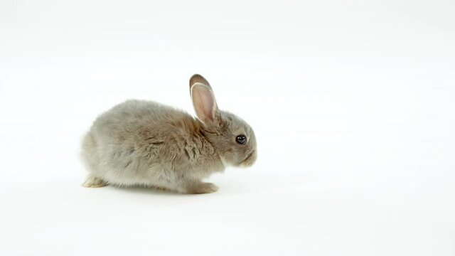 Animation of burning antique document, over cute small grey rabbit on white background